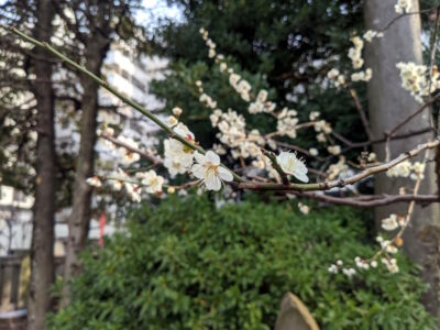 亀戸天神の梅の花 その4