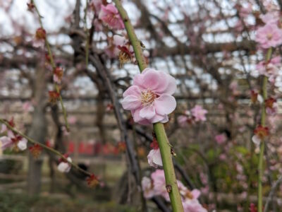 亀戸天神の梅の花 その6